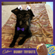 Image for article titled Last Call: Is your pet Cadbury bunny material?